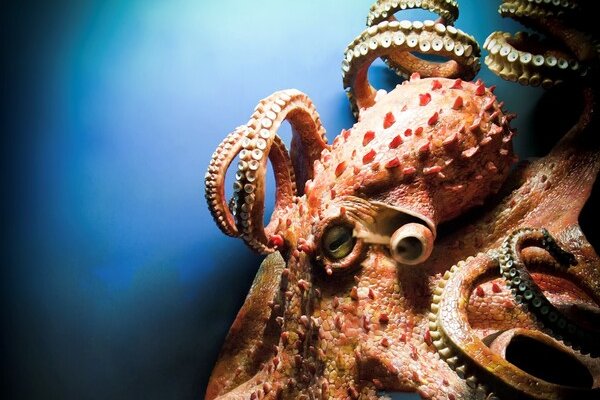 Kraken официальные зеркала